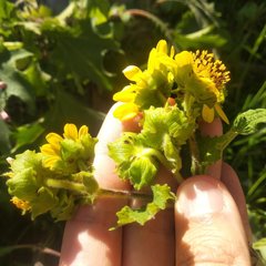 Smallanthus maculatus