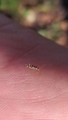 Graphopsocus cruciatus
