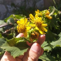 Smallanthus maculatus