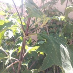 Smallanthus maculatus