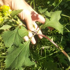 Smallanthus maculatus