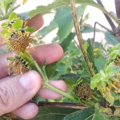 Smallanthus maculatus