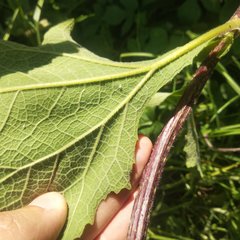 Smallanthus maculatus