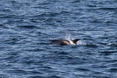 Lagenorhynchus albirostris