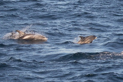Lagenorhynchus albirostris
