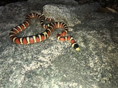 Lampropeltis pyromelana