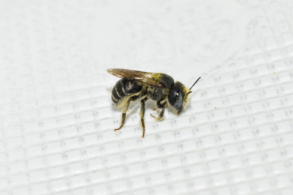 Hoplitis yermasoyiae