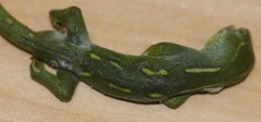 Naultinus punctatus