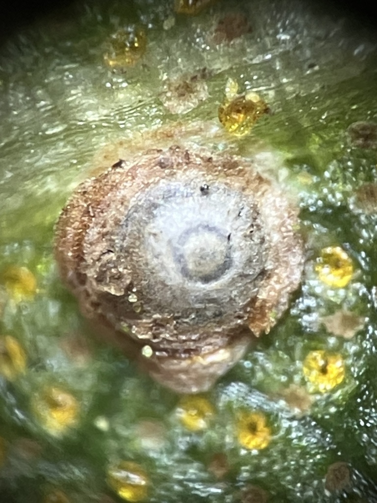 Melanaspis deklei