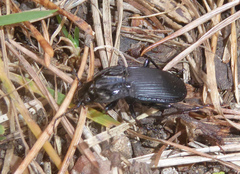 Abax parallelepipedus inferior