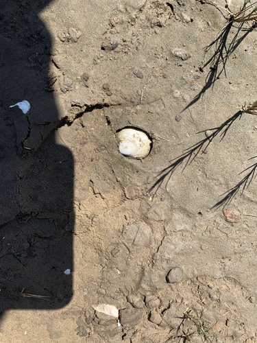 iNaturalist observation photo of Imparidentians