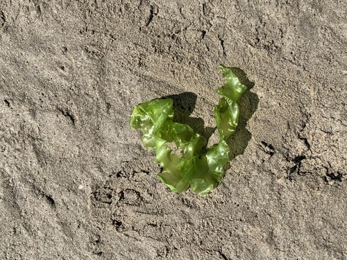 iNaturalist observation photo of Sea Lettuces