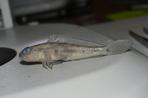 Frie's goby (Lesueurigobius friesii) — Gobiidae — 3