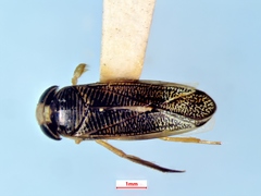 Sigara alternata