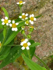 Galinsoga quadriradiata