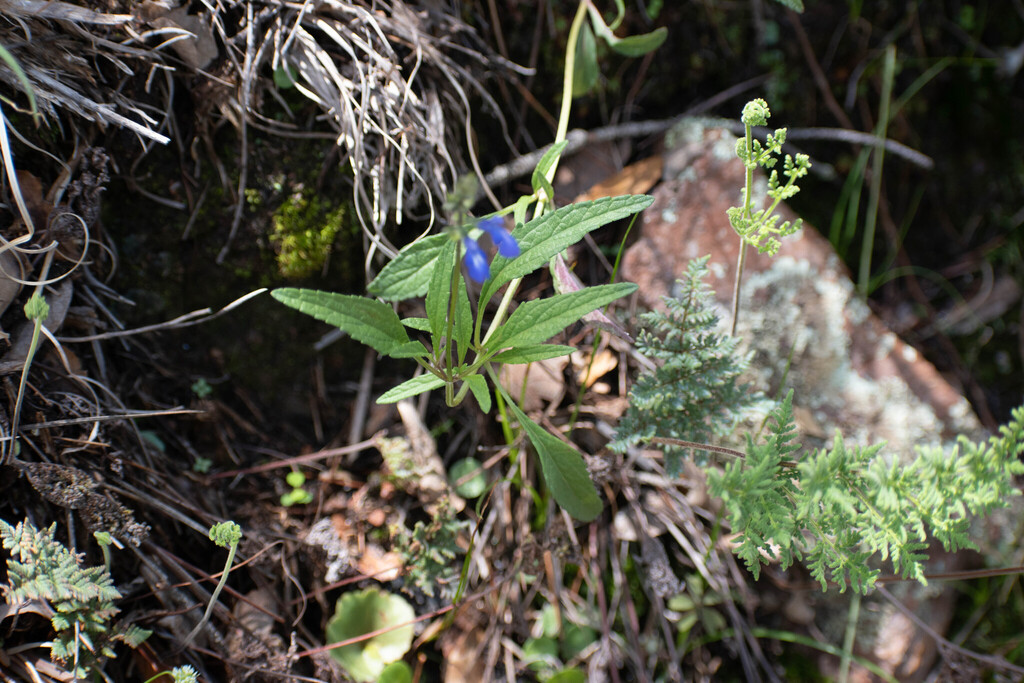 Salvia laevis; photograph (c) Norma Piedra, some rights reserved (CC BY)