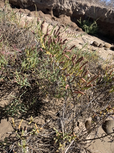 iNaturalist observation photo of Pacific Glasswort