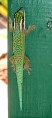 Phelsuma inexpectata