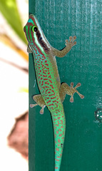 Phelsuma inexpectata