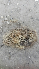 Erinaceus concolor