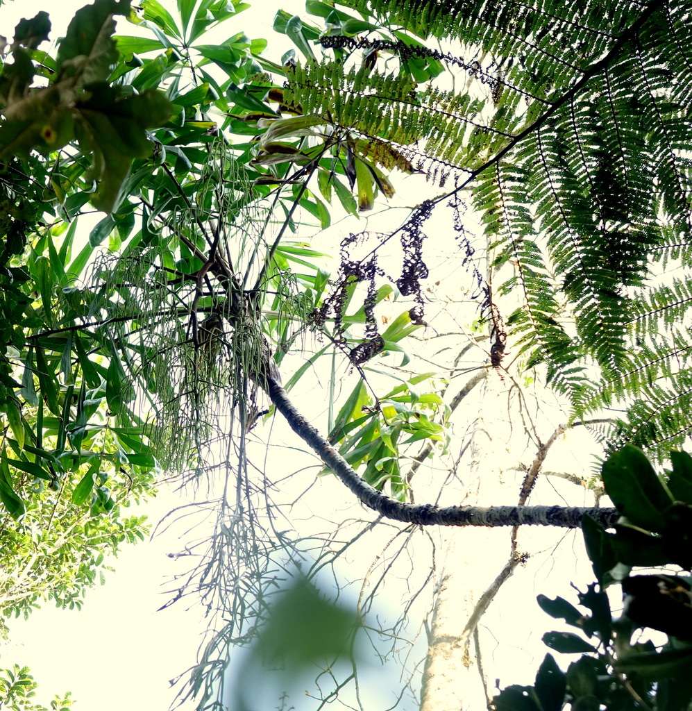 Dypsis pinnatifrons (Dypsis pinnatifrons)