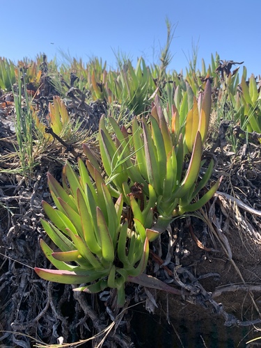 iNaturalist observation photo of sea figs