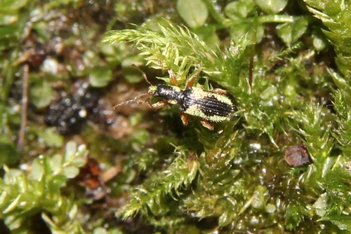 Polydrusus viridicinctus