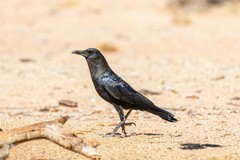 Corvus capensis capensis