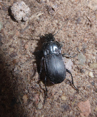 Abax parallelepipedus inferior