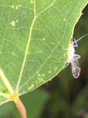 Calaphidina