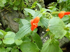 Erythranthe cinnabarina