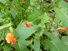 Erythranthe cinnabarina