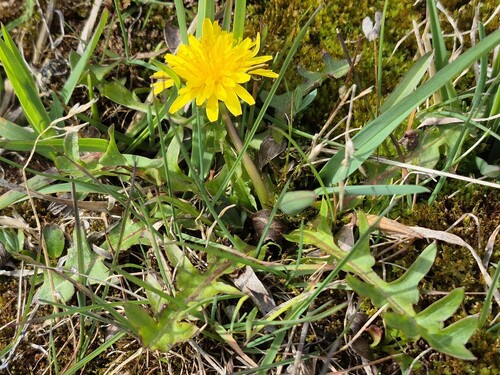 Alaska Dandelion (Taraxacum alaskanum)