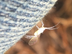 Calaphidina