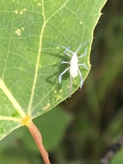 Calaphidina