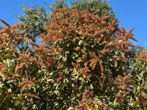 Triplaris gardneriana, photograph 3