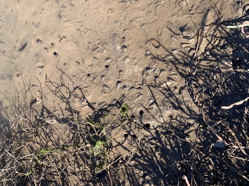 iNaturalist observation photo of California Horn Snail