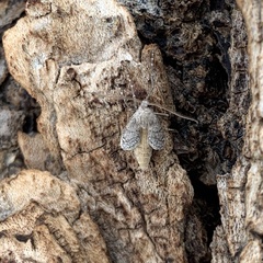 Lepidoptera