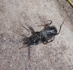 Abax parallelepipedus inferior