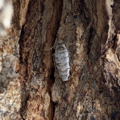 Geometridae