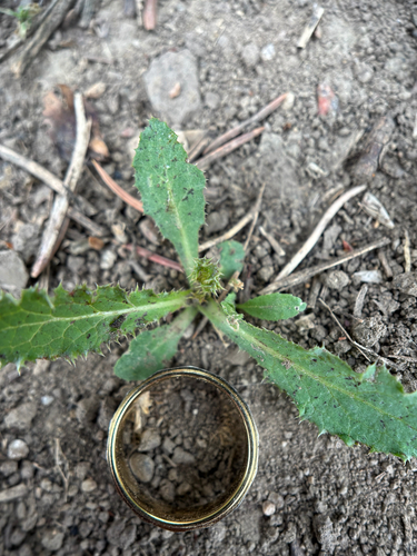creeping thistle