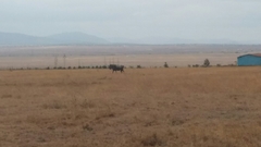 Connochaetes taurinus albojubatus