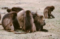 Theropithecus gelada gelada