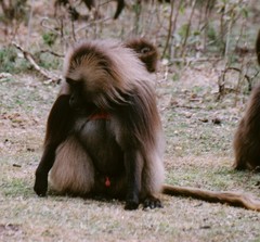 Theropithecus gelada gelada