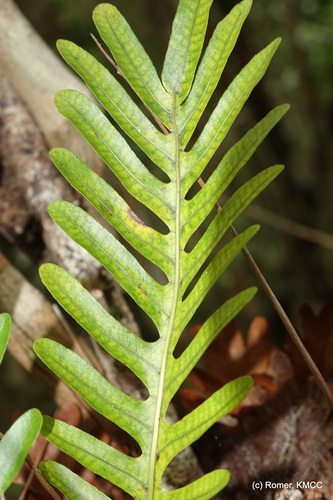 Drynaria willdenowii, photograph 2