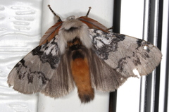 Iropoca rotundata