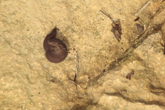 Oroperipatus eisenii