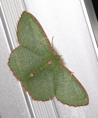 Eucyclodes metaspila