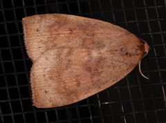 Detounda leptoplasta