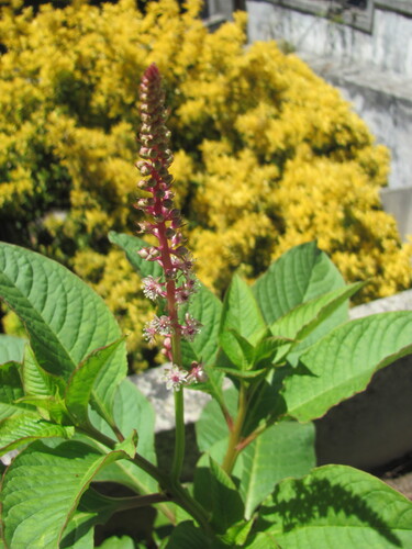 Mexican pokeweed (Phytolacca heterotepala)